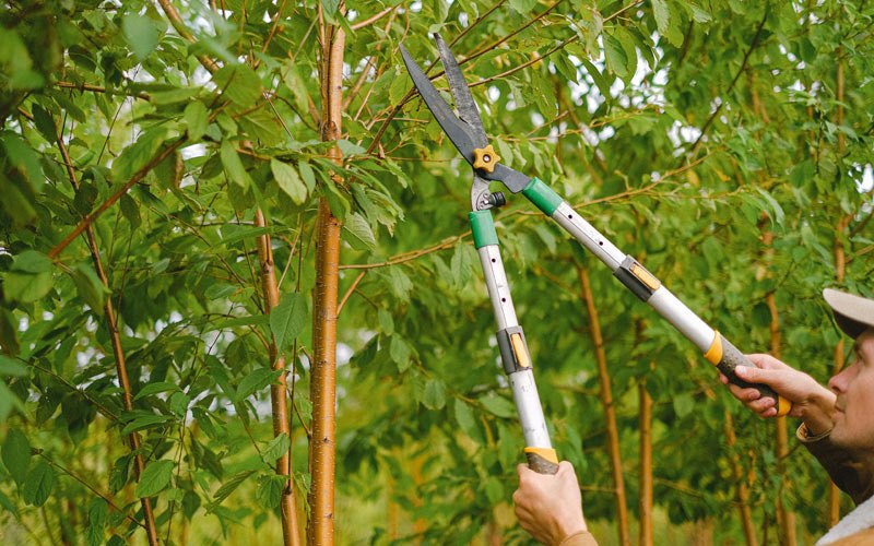 Tree trimming in Apalachin, NY